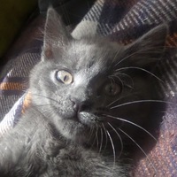 Іван Дейкун