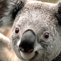 Сергей Рунин