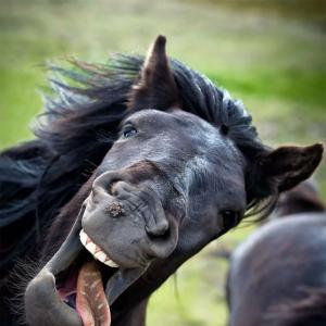 евеемрпаек